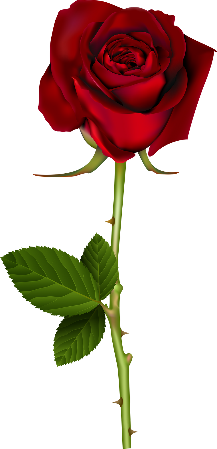 red rose with stem illustration